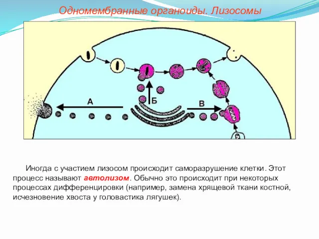 Иногда с участием лизосом происходит саморазрушение клетки. Этот процесс называют