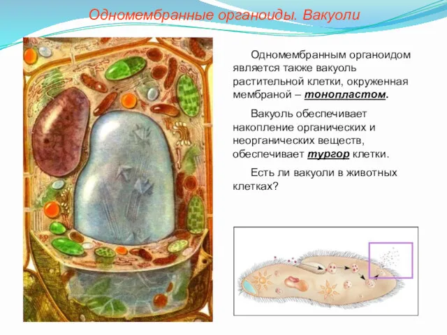 Одномембранным органоидом является также вакуоль растительной клетки, окруженная мембраной –