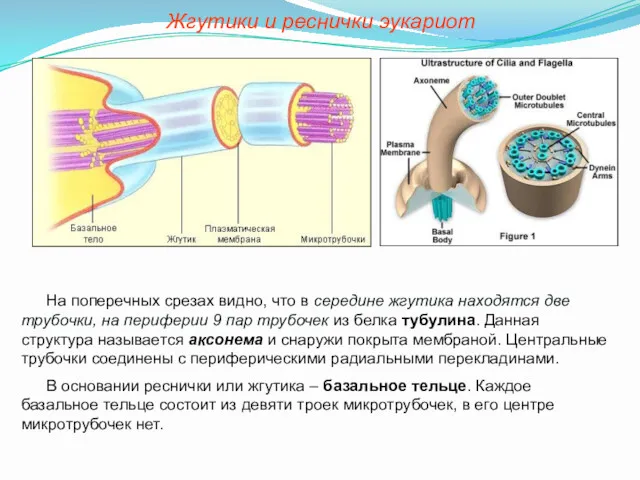 На поперечных срезах видно, что в середине жгутика находятся две