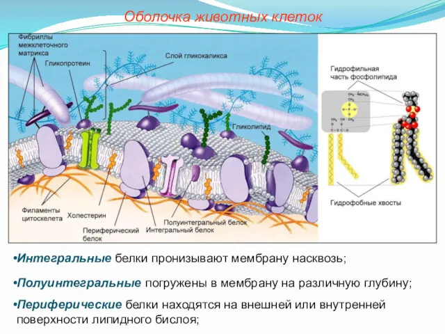 Интегральные белки пронизывают мембрану насквозь; Полуинтегральные погружены в мембрану на