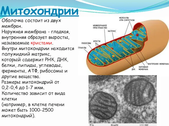 Митохондрии Оболочка состоит из двух мембран. Наружная мембрана - гладкая,