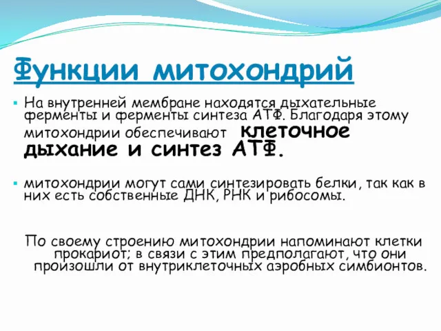 Функции митохондрий На внутренней мембране находятся дыхательные ферменты и ферменты