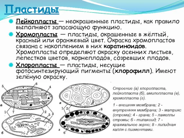 Пластиды Лейкопласты — неокрашенные пластиды, как правило выполняют запасающую функцию.