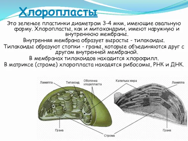 Хлоропласты Это зеленые пластинки диаметром 3-4 мкм, имеющие овальную форму.