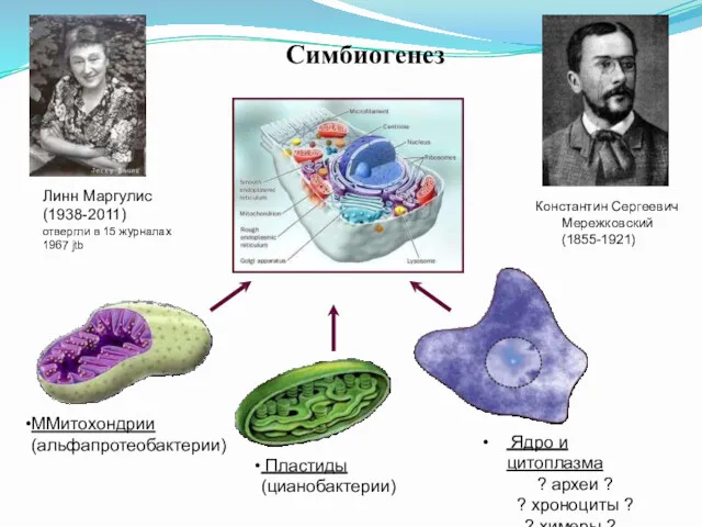 Симбиогенез ММитохондрии (альфапротеобактерии) Пластиды (цианобактерии) Ядро и цитоплазма ? археи