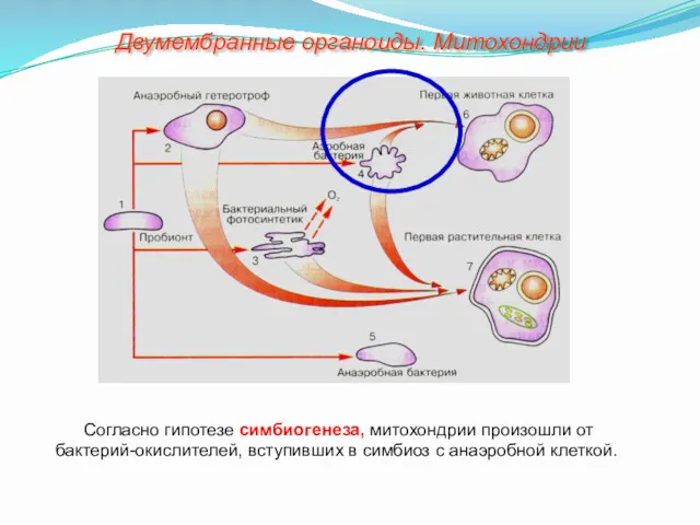 Согласно гипотезе симбиогенеза, митохондрии произошли от бактерий-окислителей, вступивших в симбиоз с анаэробной клеткой. Двумембранные органоиды. Митохондрии