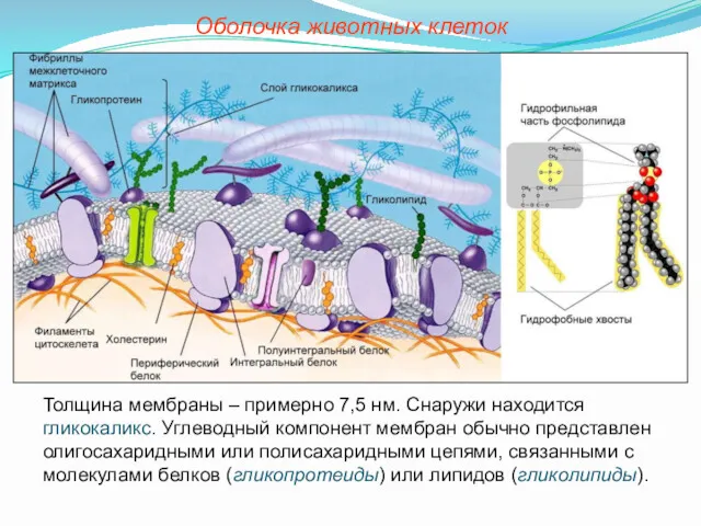Толщина мембраны – примерно 7,5 нм. Снаружи находится гликокаликс. Углеводный