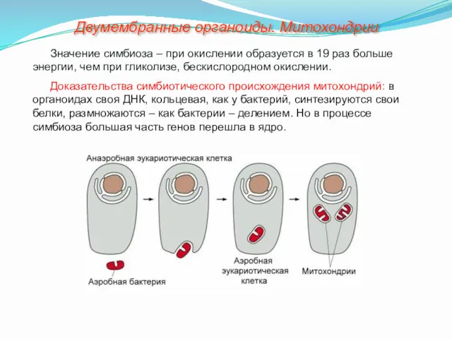 Значение симбиоза – при окислении образуется в 19 раз больше