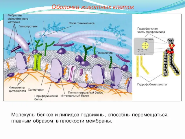 Молекулы белков и липидов подвижны, способны перемещаться, главным образом, в плоскости мембраны. Оболочка животных клеток