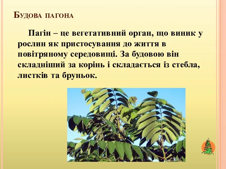 Будова пагона Пагін – це вегетативний орган, що виник у