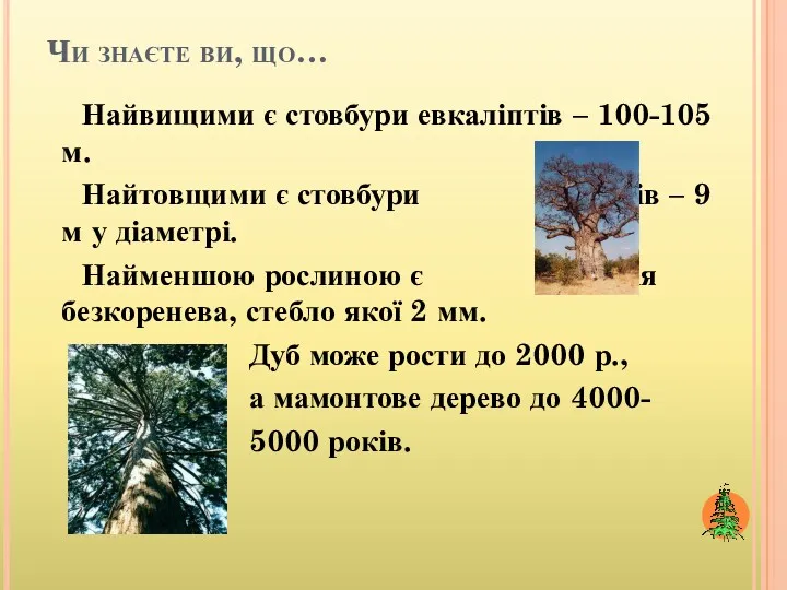 Чи знаєте ви, що… Найвищими є стовбури евкаліптів – 100-105