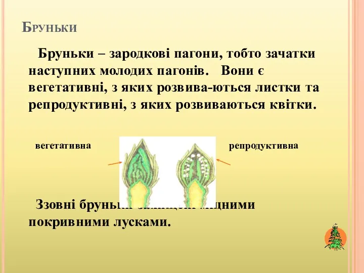 Бруньки Бруньки – зародкові пагони, тобто зачатки наступних молодих пагонів.