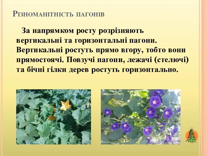 Різноманітність пагонів За напрямком росту розрізняють вертикальні та горизонтальні пагони.