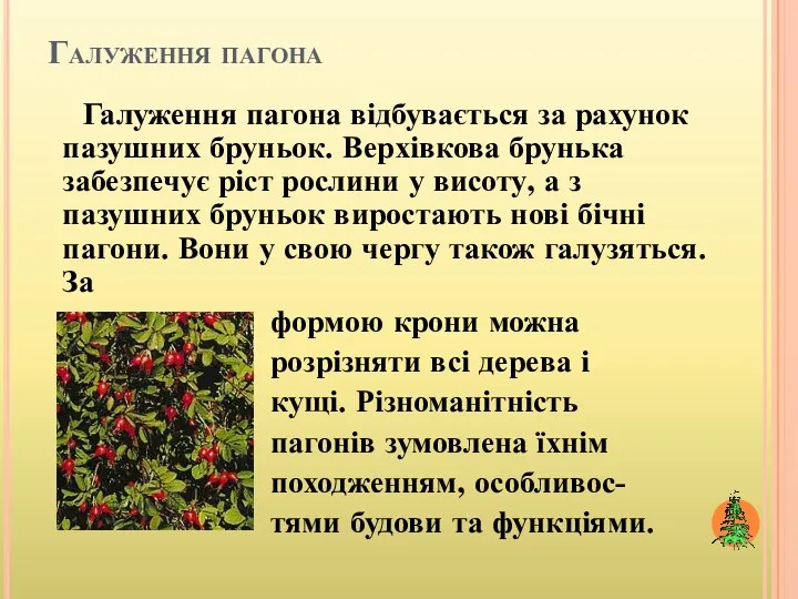 Галуження пагона Галуження пагона відбувається за рахунок пазушних бруньок. Верхівкова