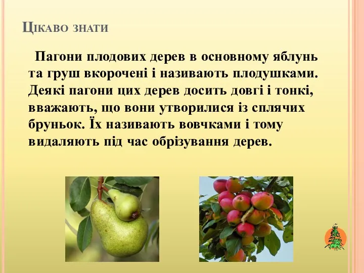 Цікаво знати Пагони плодових дерев в основному яблунь та груш