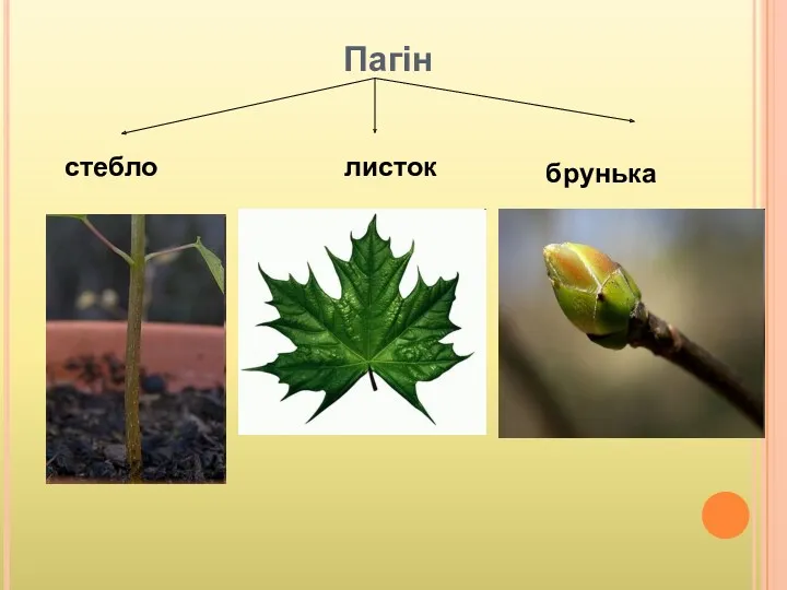 Пагін стебло листок брунька