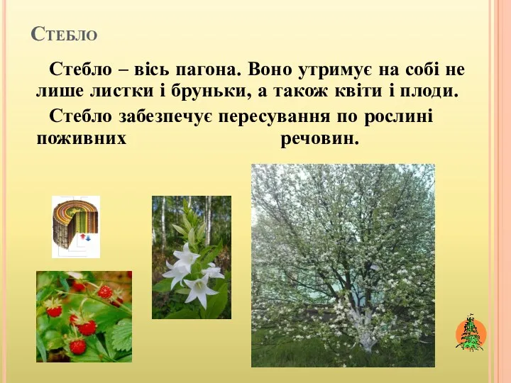 Стебло Стебло – вісь пагона. Воно утримує на собі не