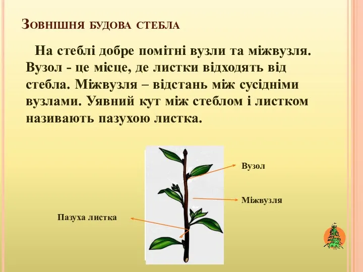 Зовнішня будова стебла На стеблі добре помітні вузли та міжвузля.