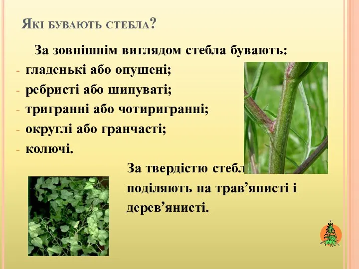 Які бувають стебла? За зовнішнім виглядом стебла бувають: гладенькі або