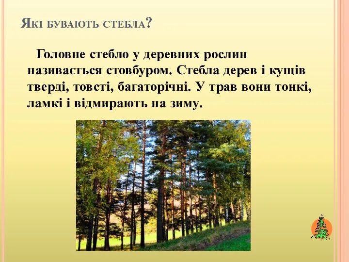 Які бувають стебла? Головне стебло у деревних рослин називається стовбуром.