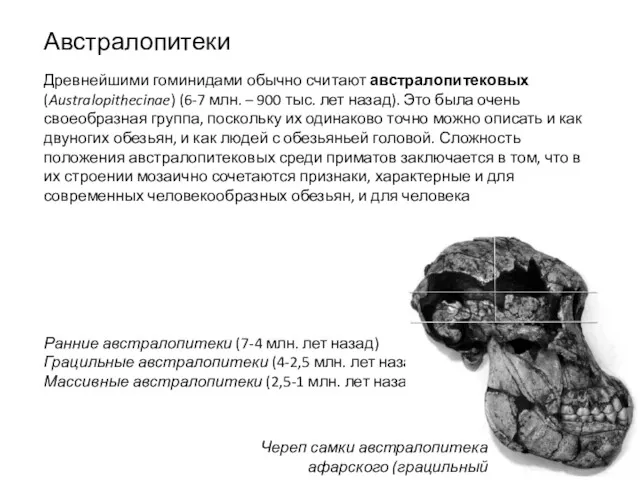 Древнейшими гоминидами обычно считают австралопитековых (Australopithecinae) (6-7 млн. – 900