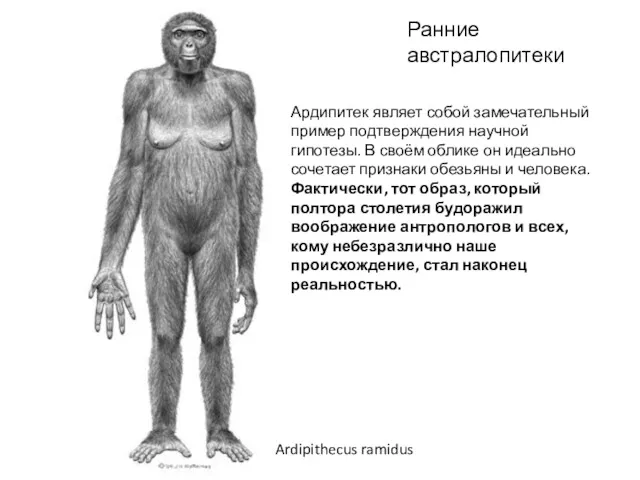 Ardipithecus ramidus Ардипитек являет собой замечательный пример подтверждения научной гипотезы.