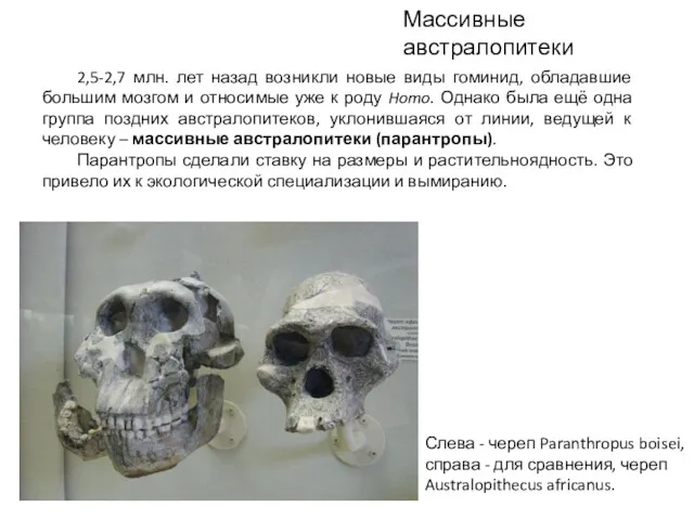 Слева - череп Paranthropus boisei, справа - для сравнения, череп