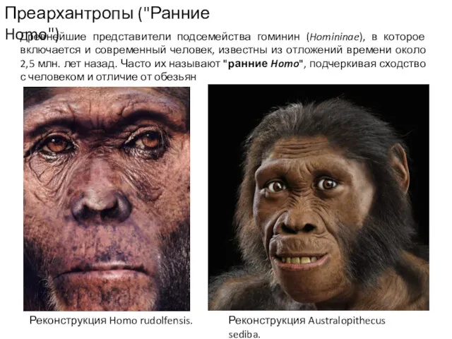 Преархантропы ("Ранние Homo") Древнейшие представители подсемейства гоминин (Homininae), в которое