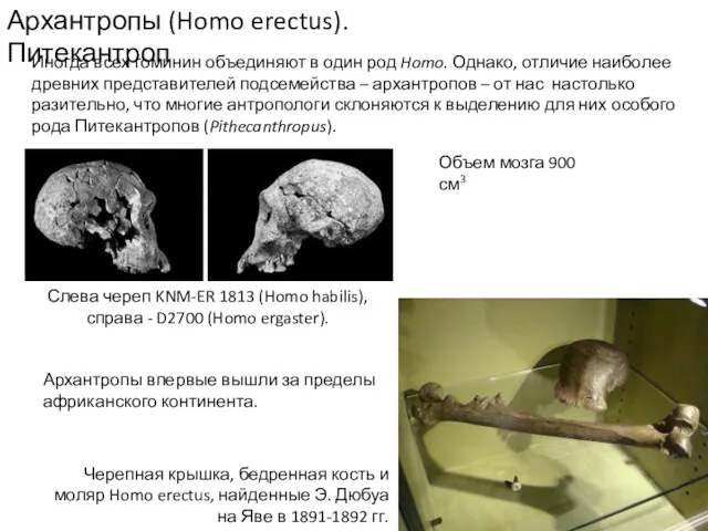 Архантропы (Homo erectus). Питекантроп Иногда всех гоминин объединяют в один