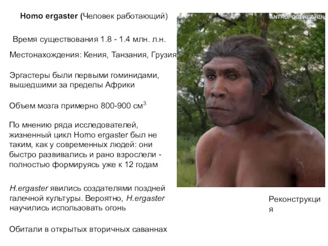 Homo ergaster (Человек работающий) Время существования 1.8 - 1.4 млн.