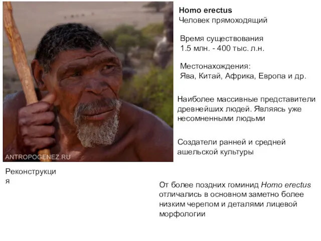 Homo erectus Человек прямоходящий Время существования 1.5 млн. - 400