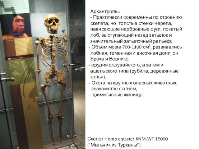 Скелет Homo ergaster KNM-WT 15000 ("Мальчик из Турканы"). Архантропы: -