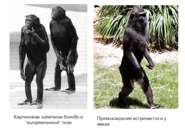 Прямохождение встречается и у макак Карликовые шимпанзе бонобо в "выпрямленной" позе