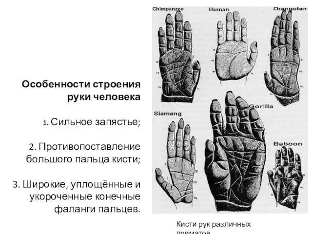 Кисти рук различных приматов. Особенности строения руки человека 1. Сильное