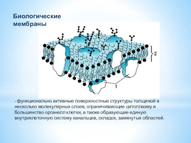 - функционально активные поверхностные структуры толщиной в несколько молекулярных слоев,