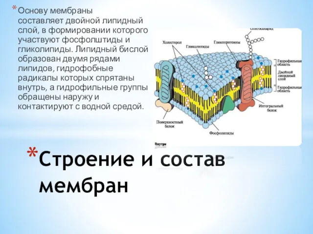 Основу мембраны составляет двойной липидный слой, в формировании которого участвуют