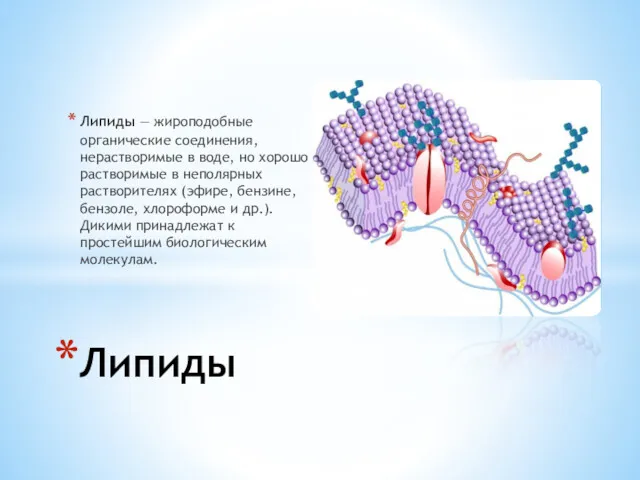 Липиды — жироподобные органические соединения, нерастворимые в воде, но хорошо