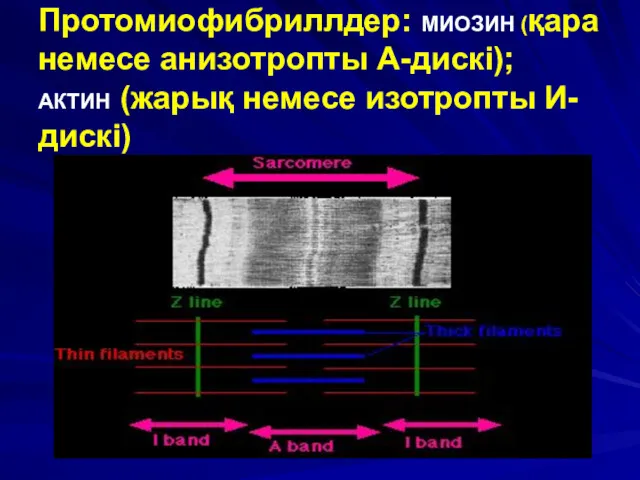 Протомиофибриллдер: МИОЗИН (қара немесе анизотропты А-дискі); АКТИН (жарық немесе изотропты И-дискі)
