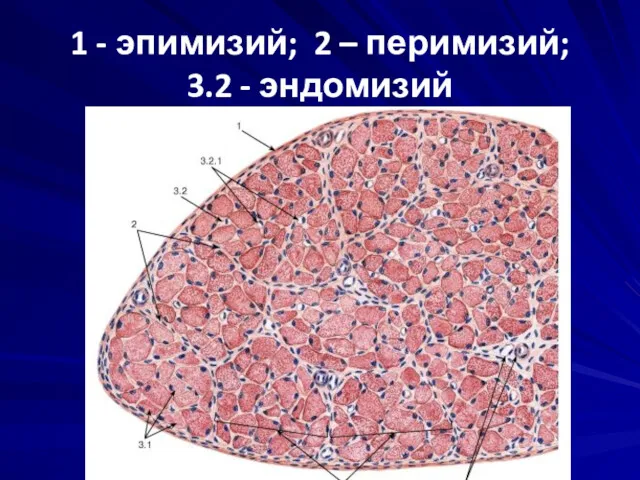 1 - эпимизий; 2 – перимизий; 3.2 - эндомизий