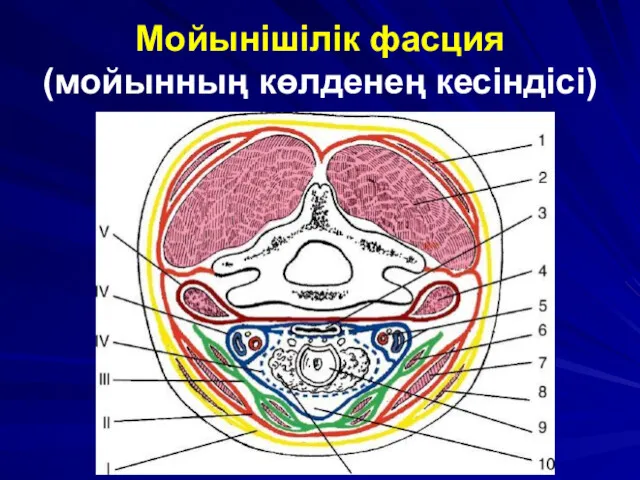 Мойынішілік фасция (мойынның көлденең кесіндісі)