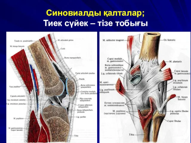 Синовиалды қалталар; Тиек сүйек – тізе тобығы