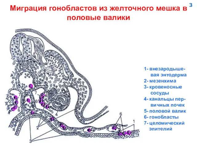 Миграция гонобластов из желточного мешка в половые валики 1- внезародыше-