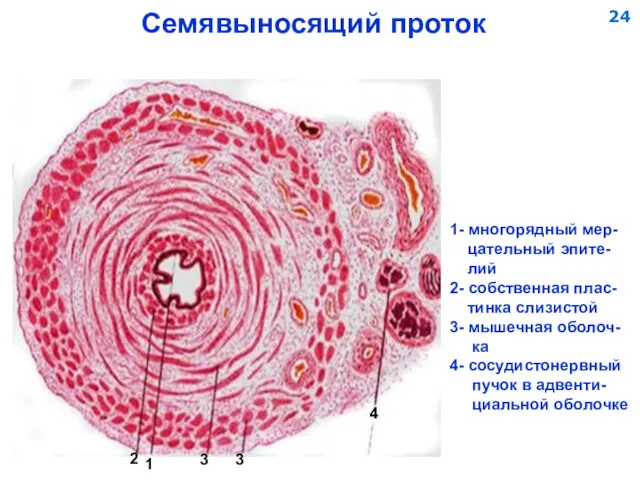 Семявыносящий проток 1 2 3 3 4 1- многорядный мер-