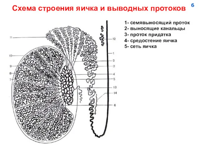 Схема строения яичка и выводных протоков 1- семявыносящий проток 2-