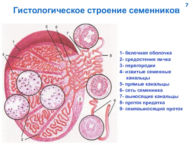 Гистологическое строение семенников 1- белочная оболочка 2- средостение яичка 3-
