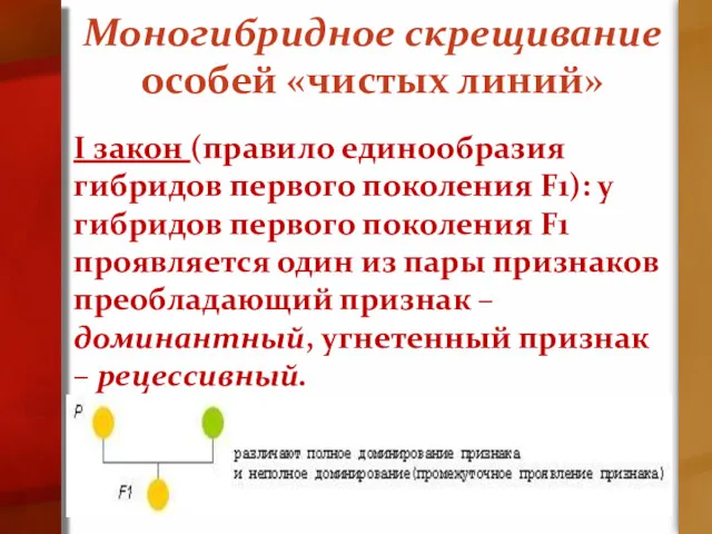 Моногибридное скрещивание особей «чистых линий» I закон (правило единообразия гибридов