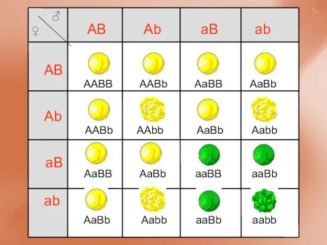 AABB AB Ab aB ab AB Ab aB ab AABb