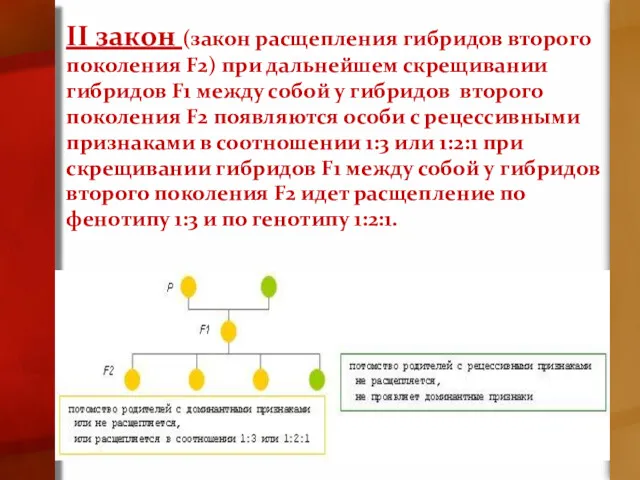 II закон (закон расщепления гибридов второго поколения F2) при дальнейшем