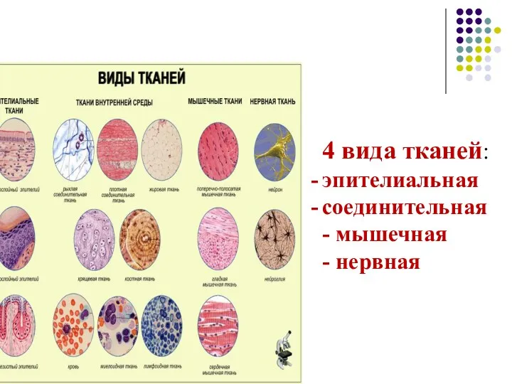 4 вида тканей: эпителиальная соединительная - мышечная - нервная