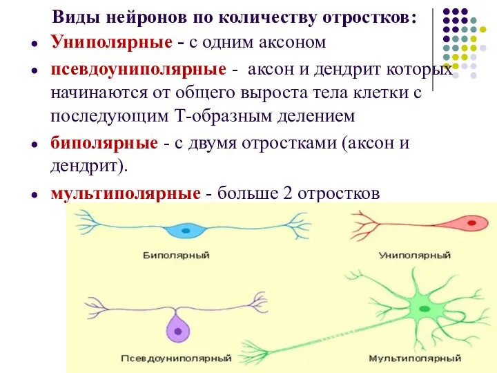 Виды нейронов по количеству отростков: Униполярные - с одним аксоном псевдоуниполярные - аксон